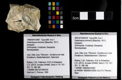 Foto (Objekt + Etiketten) von Gastrosacus eminens (Blaschke, 1911) 